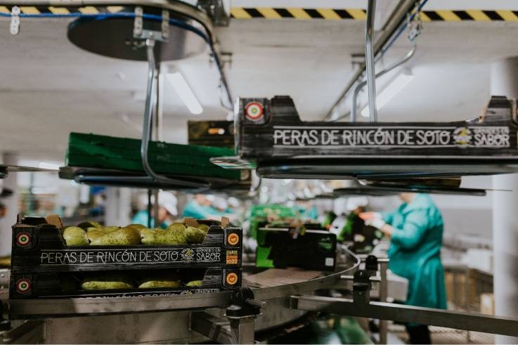 La DOP Peras de Rincón de Soto finaliza la campaña con 19,3 millones de kilos con una calidad excepcional